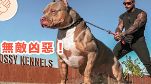 比特犬vs猴子视频直播，为什么我劝你先别急着站队，看完这篇再决定要不要打赏